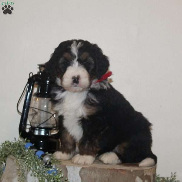 Hyacinth, Bernedoodle Puppy